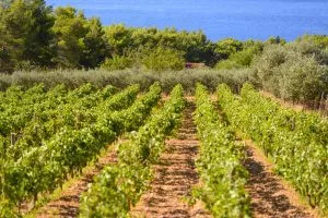 Oliven und Weinberge auf Korcula