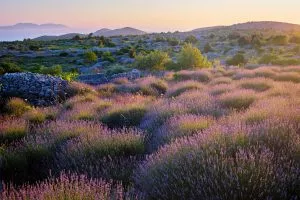 Cycle through breathtaking landscapes and lavender fields