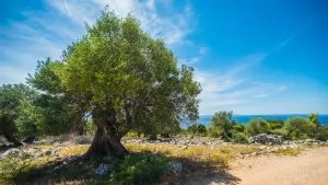 Cycle through villages adorned with ancient olive trees